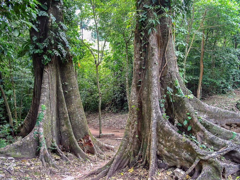 La Selva de Palenque