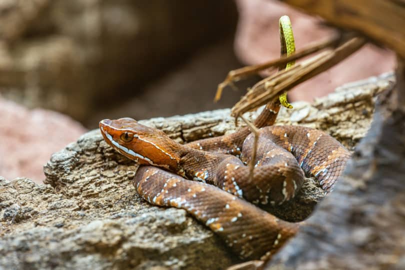 Die giftige Grubenotterart Cantil yucateco (Agkistrodon russeolus) wird in Maya als Wolpoch bezeichnet.