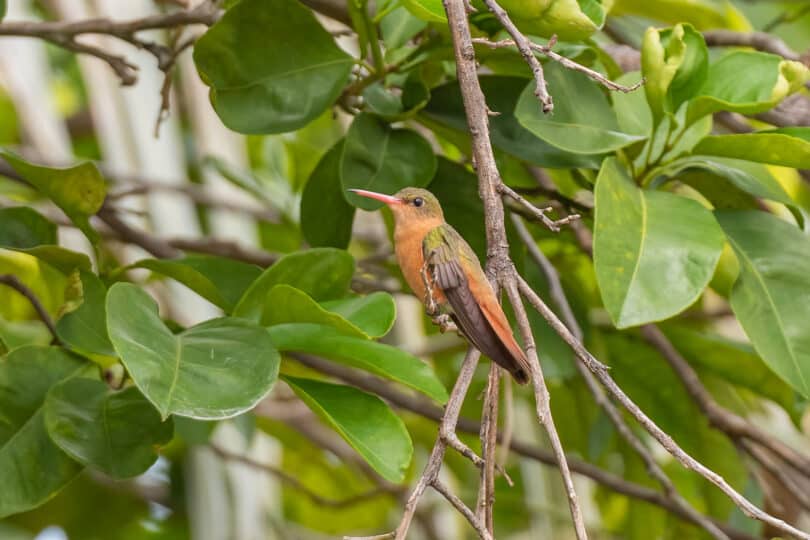 Kolibri Zimtbauchamazilie (Amazilia rutila) in Mérida, Yucatán