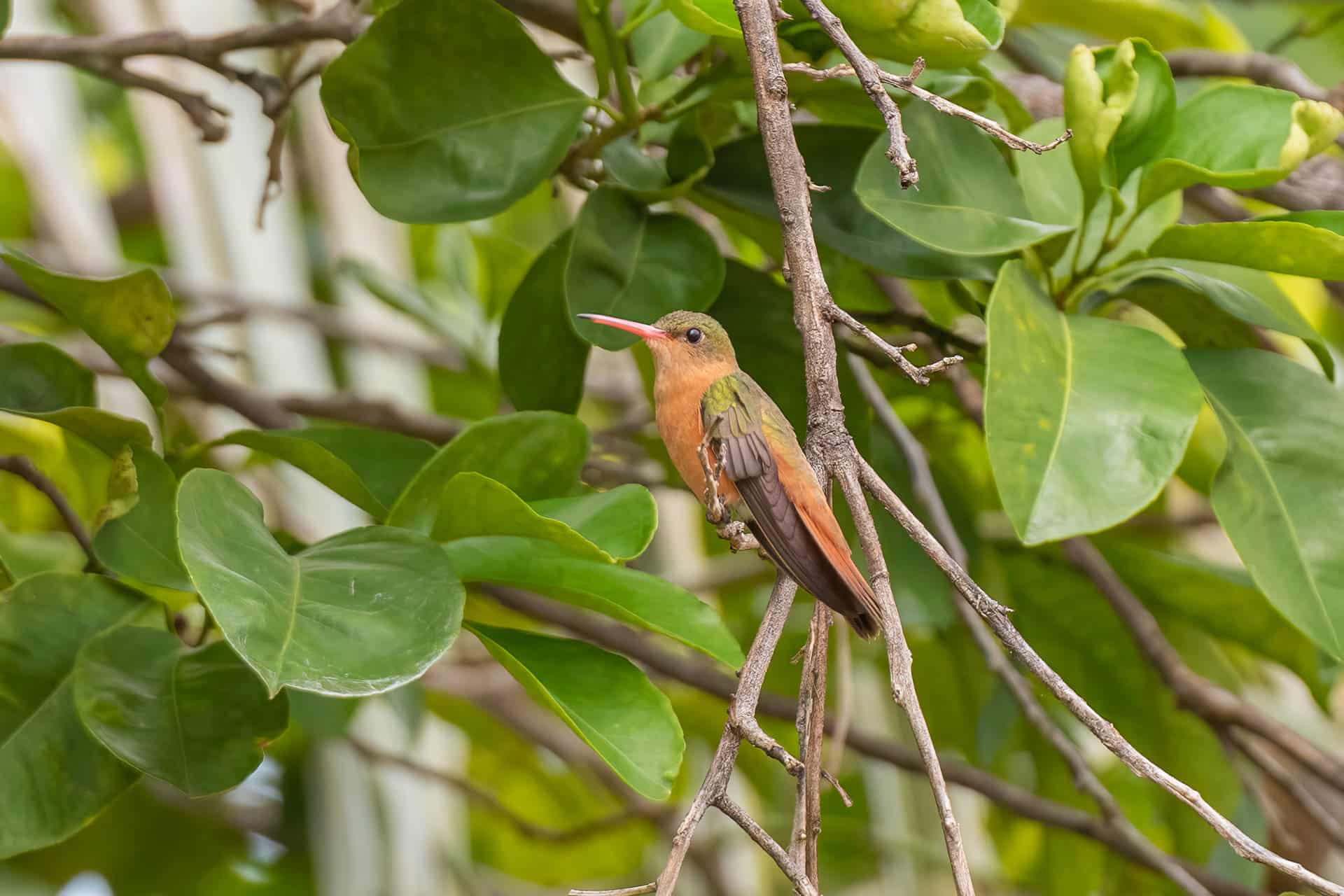 Kolibri Zimtbauchamazilie (Amazilia rutila) in einem Garten in Mérida, Yucatán