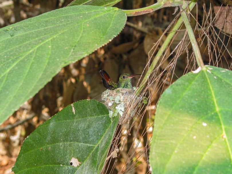 Ein brütender Kolibri im Nest: Die Braunschwanzamazilie Amazilia tzacatl