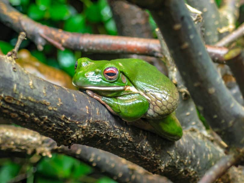 Amphibien von Mexiko