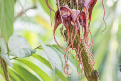 Aristolochia tricaudata - Dreischwänzige Pfeifenblume aus Mexiko