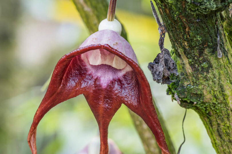 Aristolochia tricaudata - Dreischwänzige Pfeifenblume aus Mexiko