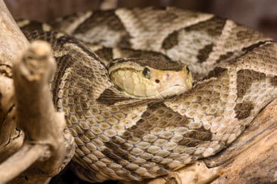 Bothrops asper - Terciopelo-Lanzenotter
