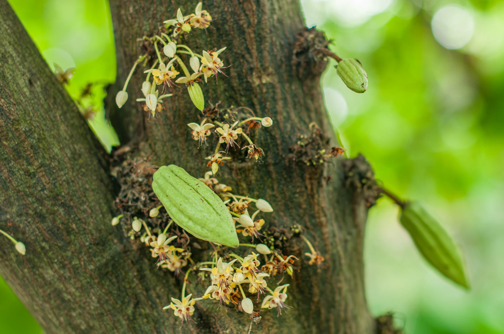 Blüten und kleine Früchte am Statt von Theobroma cacao