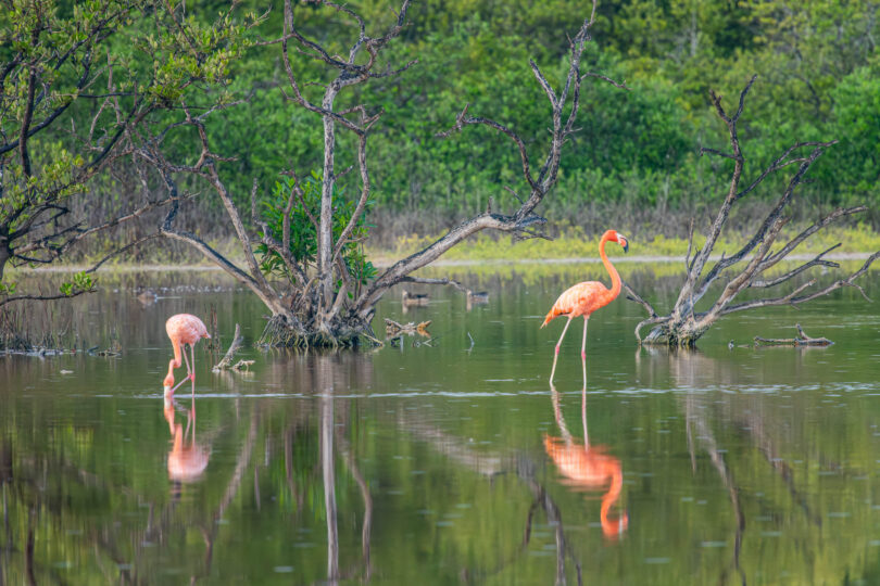 Celestún - Flamingos, Mangroven und Biodiversität an Yucatáns Westküste