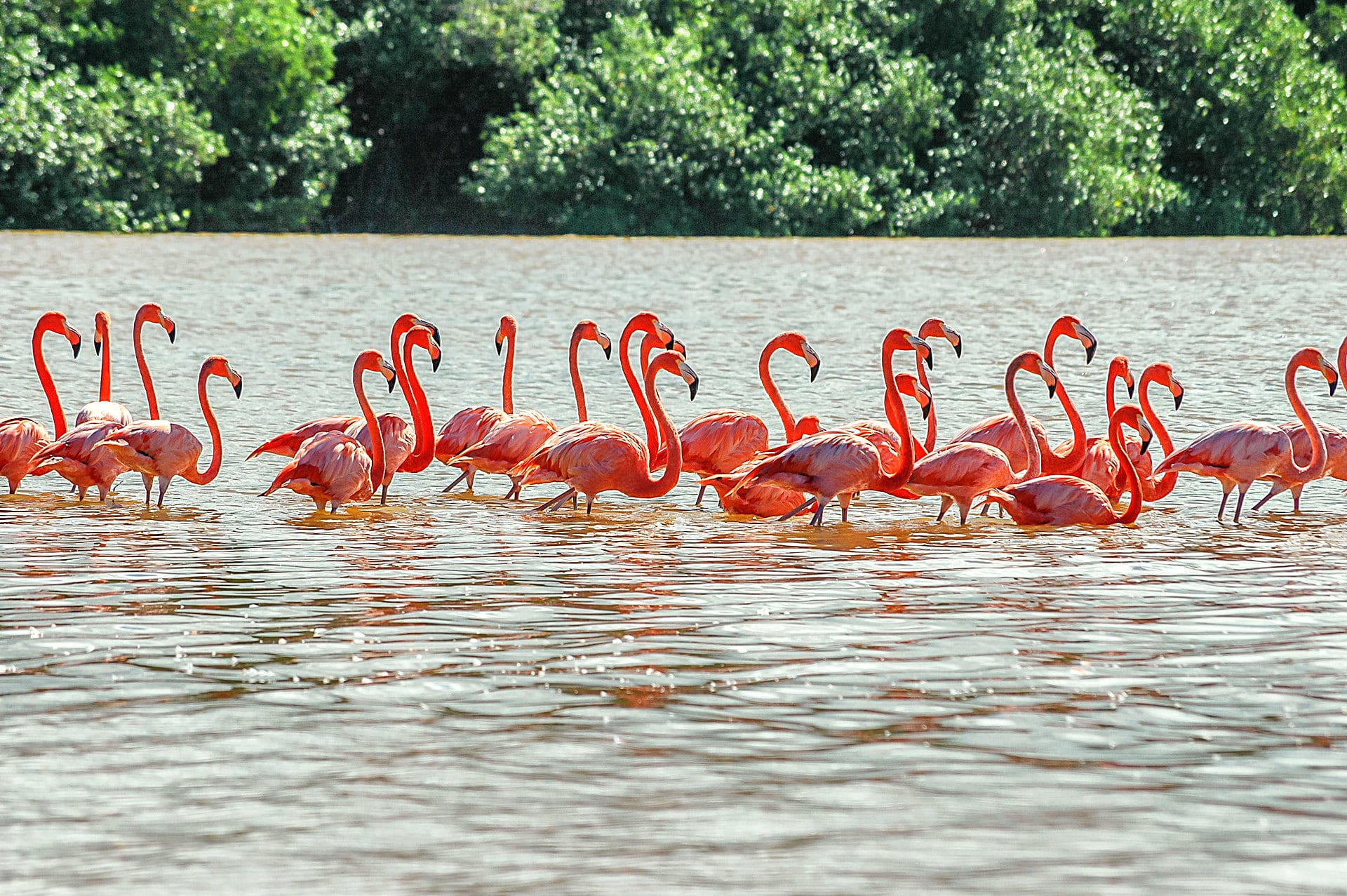 Flamingos in Celestún, Mexiko