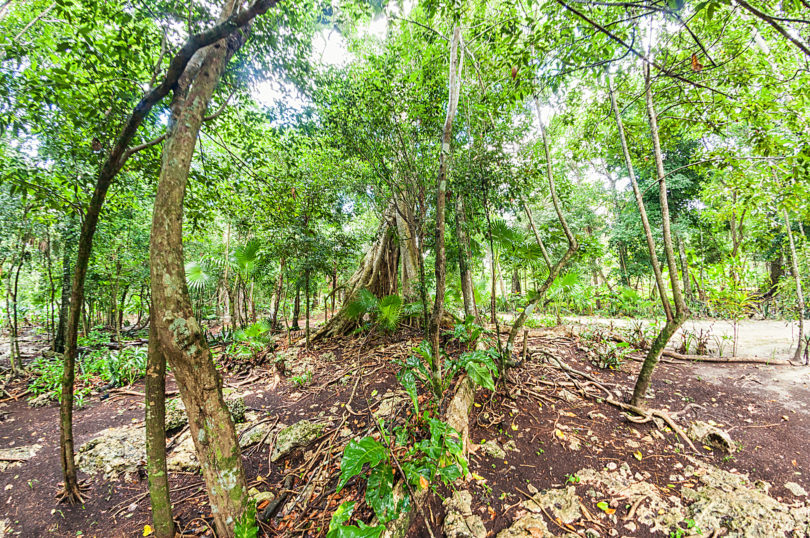 Selva cerca del Cenote Boca del Puma