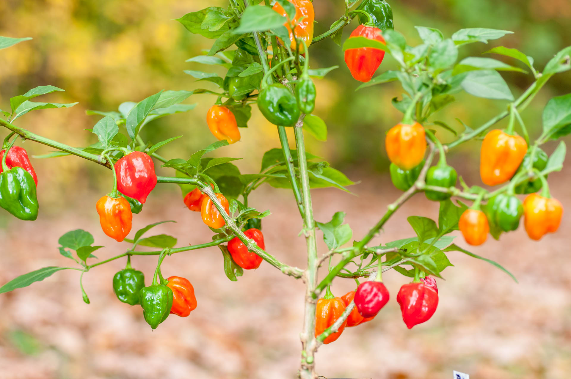 Habanero-Chili ist sehr schaft und fruchtig