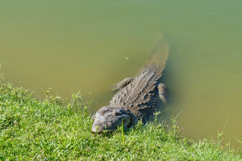 Das in Mittelamerika heimische Beulenkrokodil - Crocodylus moreletii