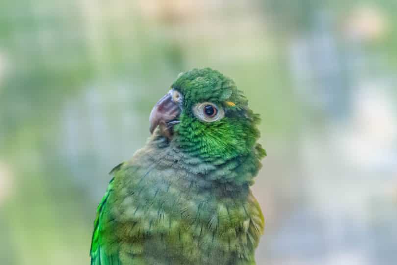 Der Aztekensittich (Eupsittula nana) ist auf der gesamten Yucatán Halbinsel und in Südmexiko verbreitet