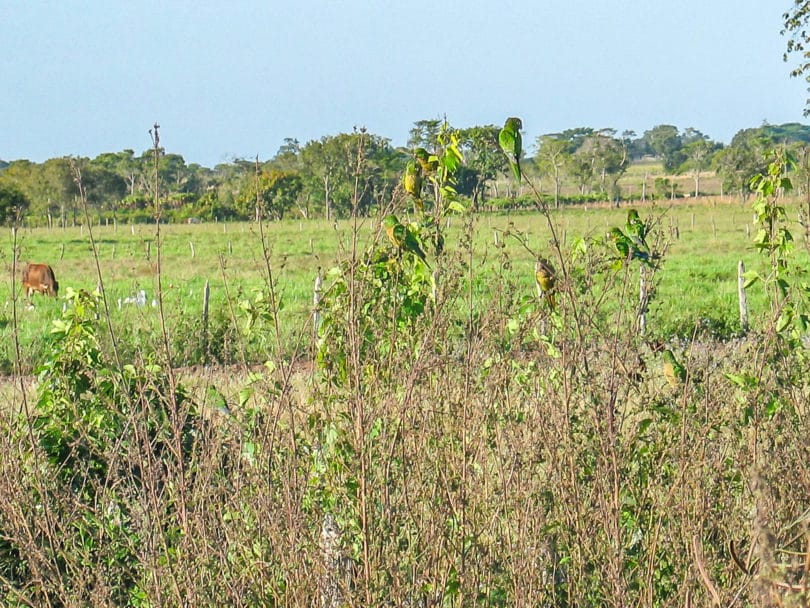 Eupsittula nana - Ein Schwarm des Aztekensittich in Tabasco