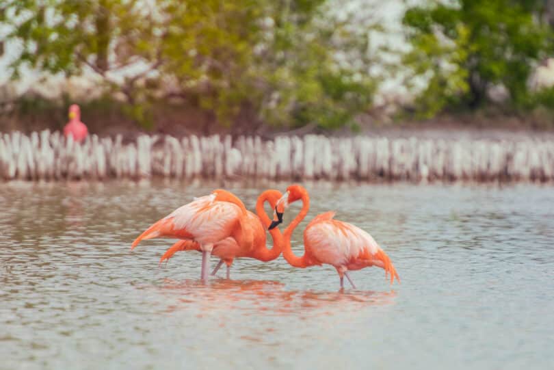Der Kuba-Flamingo (Phoenicopterus ruber) ist in Yucatán häufig anzutreffen