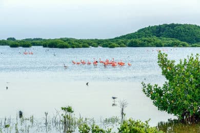 Flamencos en Progreso