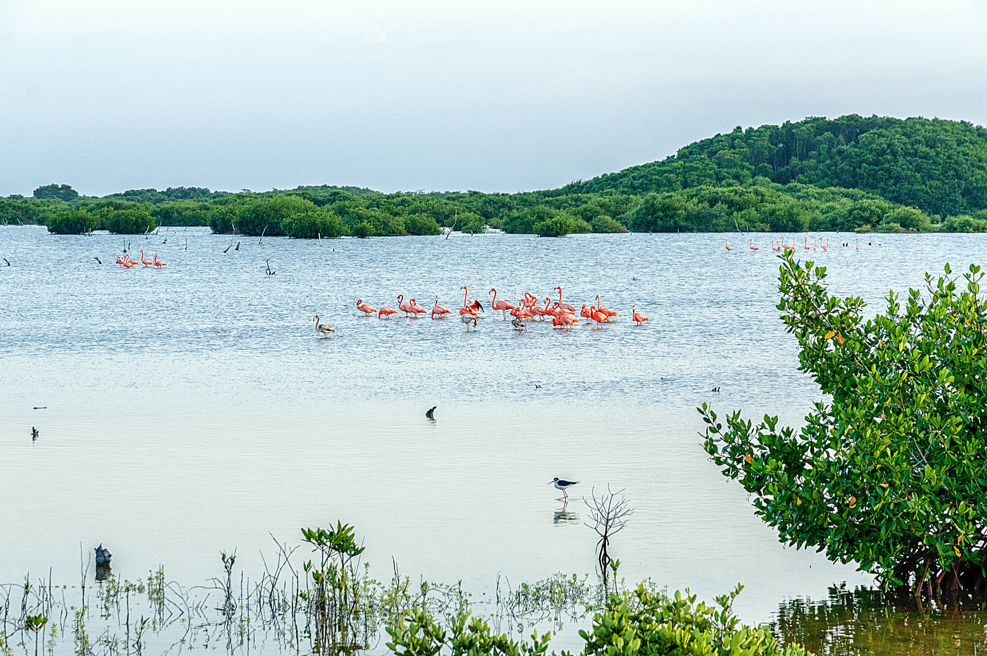 Flamingos in Progreso