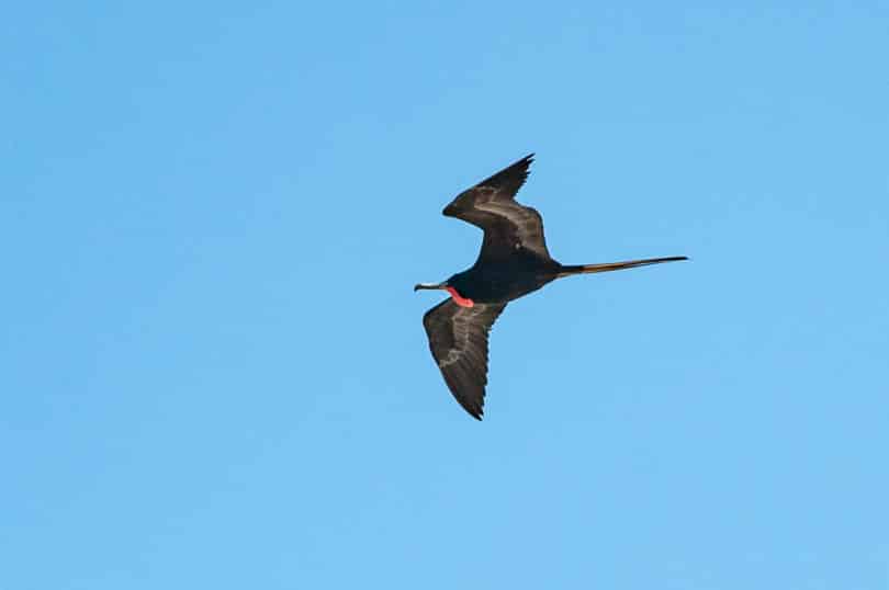 Der Prachtfregattvogel (Fregata magnificens) am Strand von Chuburna