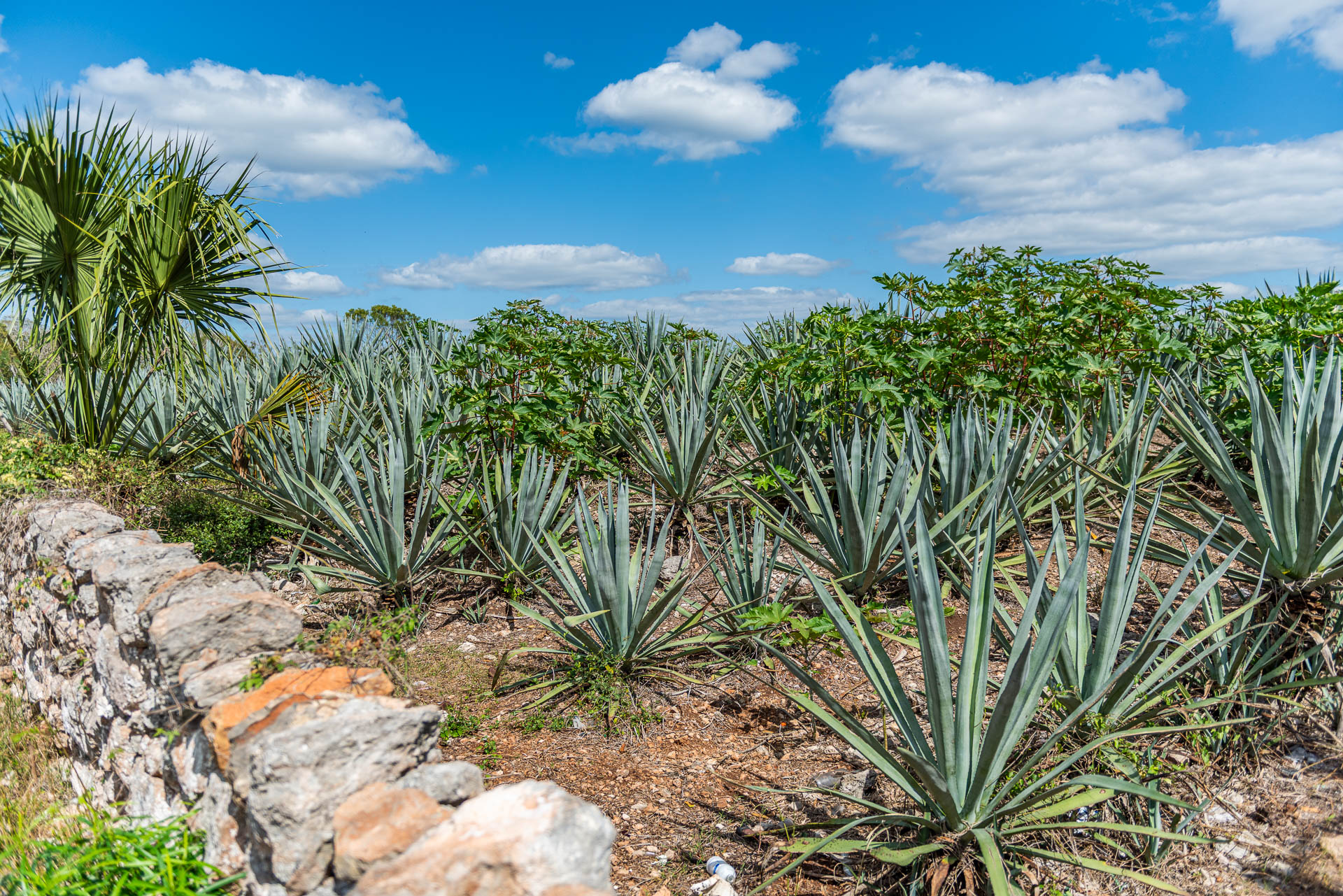 Sisal-Henequen Pflanzen von der Hacienda