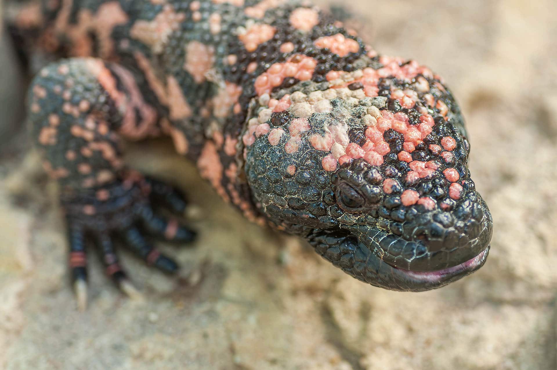 Die Gila-Krustenechse - Heloderma suspectum