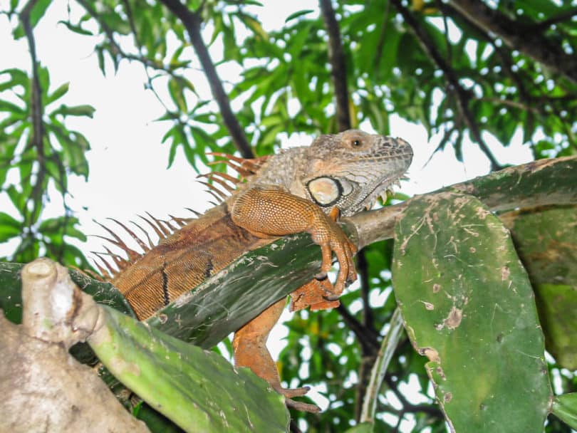 Ein Männchen des Grünen Leguans - Iguana iguana