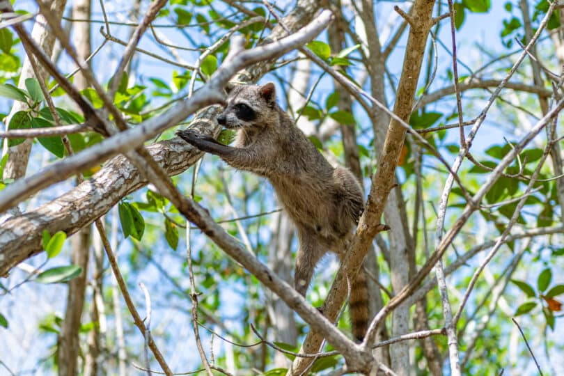 Waschbären (Procyon lotor) in Yucatán: der „Mapache“ zwischen Mangroven und Cenoten