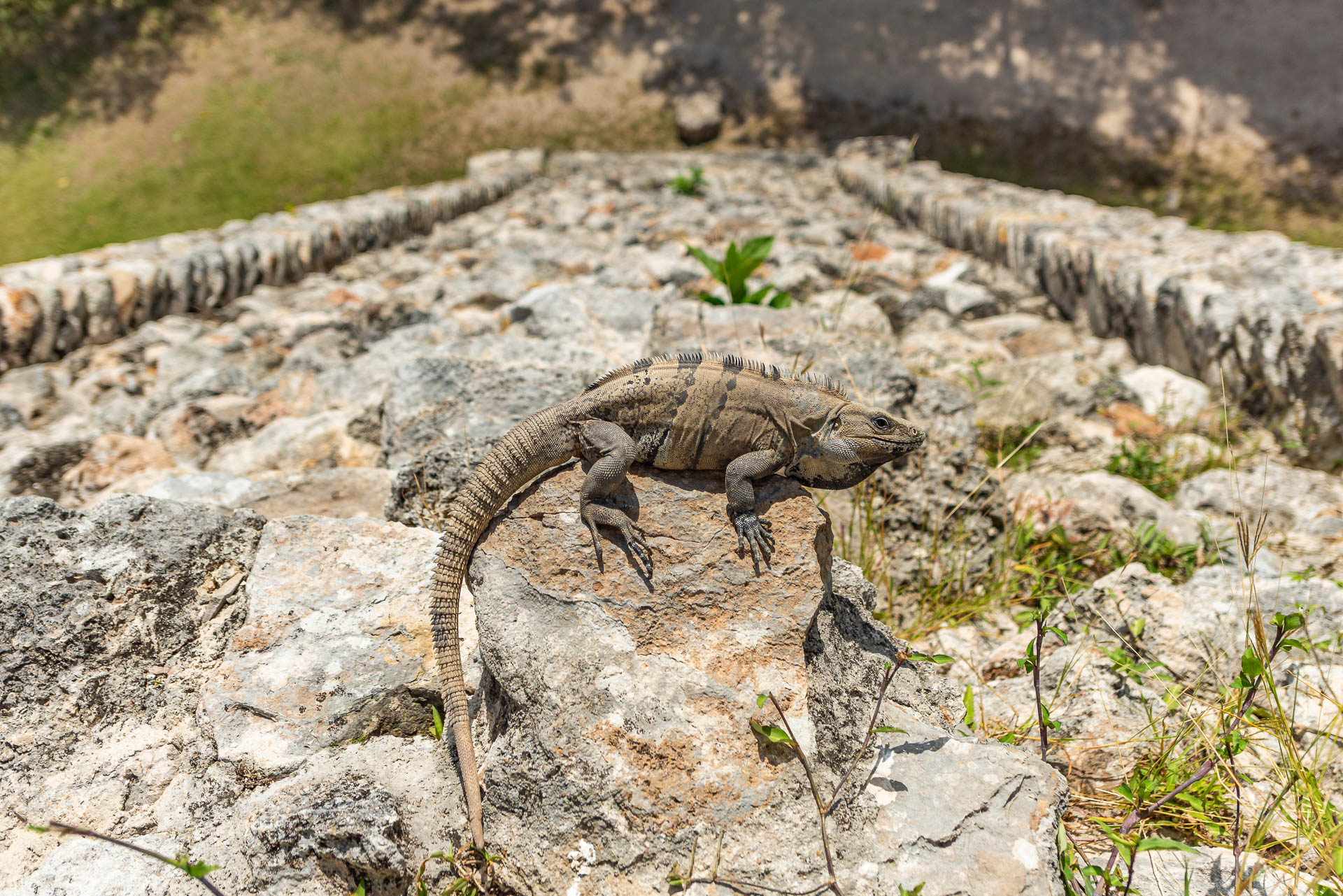 Die archäologische Stätte bietet heimischer Flora und Fauna Lebensraum