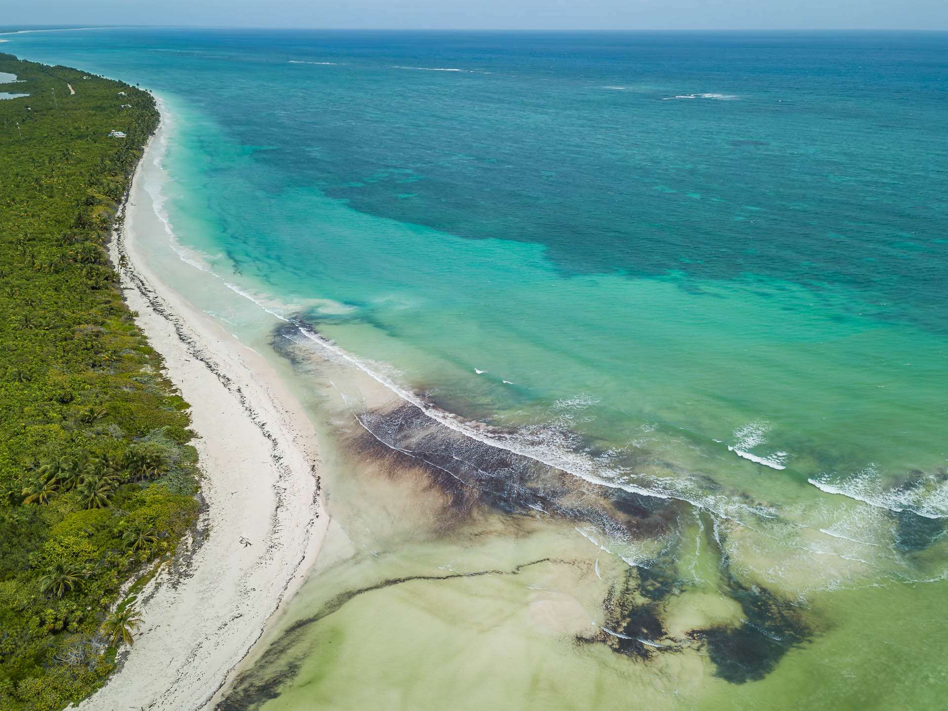 Sargassum an der Karibikküste