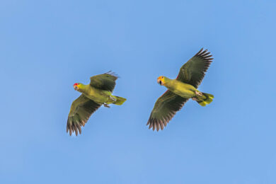 Mexikos Biodiversität und Ökotourismus - Hotspots, Reservate und Reisepraxis