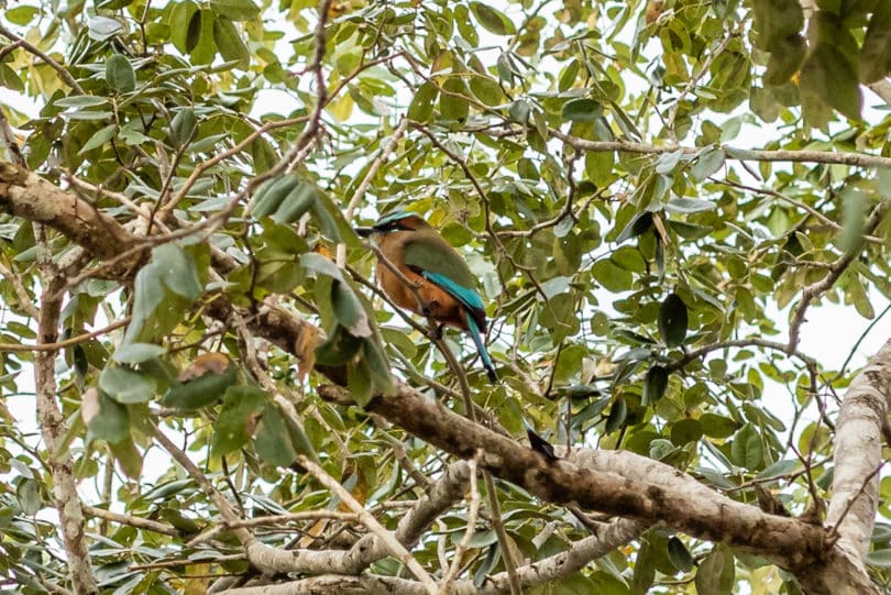 Der Diademmotmot (Momotus lessonii) bei der archäologischen Stätte Dzibilchaltún in Métrida