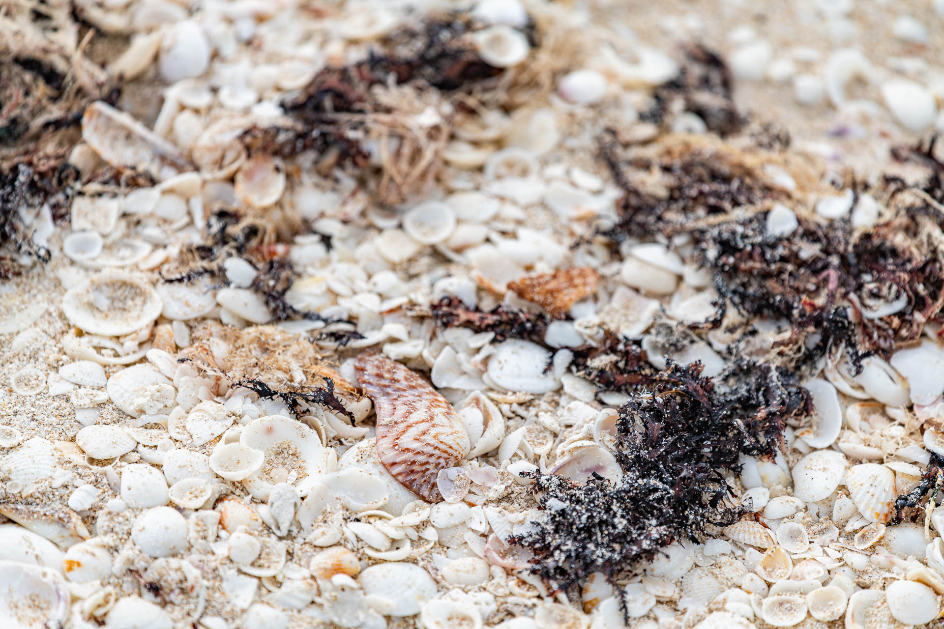 Am Strand gibt es viele Muscheln im Sand
