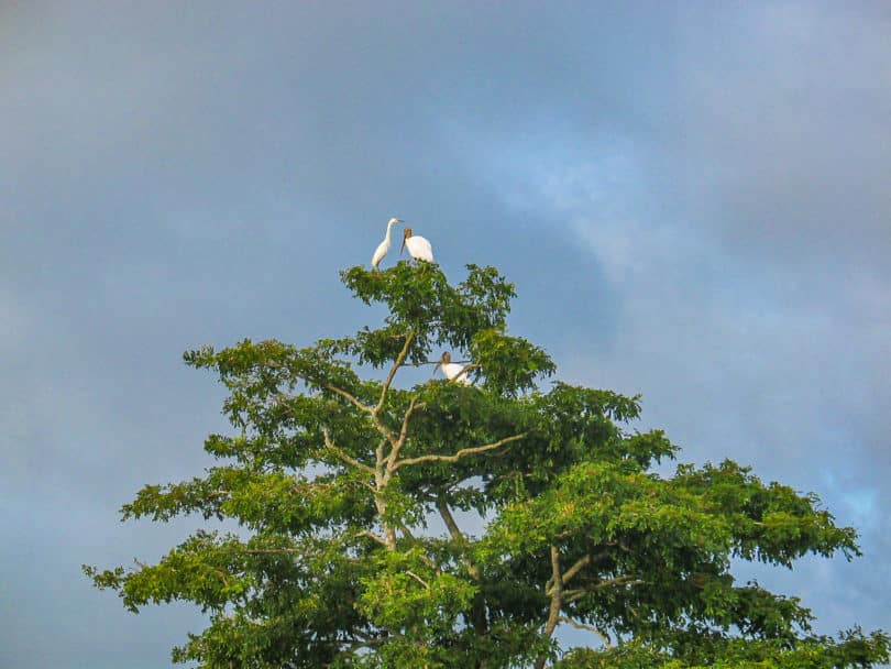 Mycteria americana - Ein Waldstorch in Tabasco