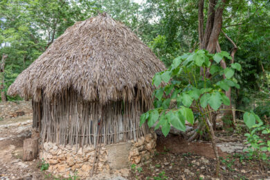 Nutzpflanzen der Maya - was die Hochkultur ernährte und wie sie es anbaute