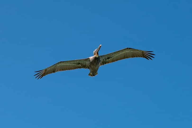 Pelecanus occidentalis - Braunpelikan