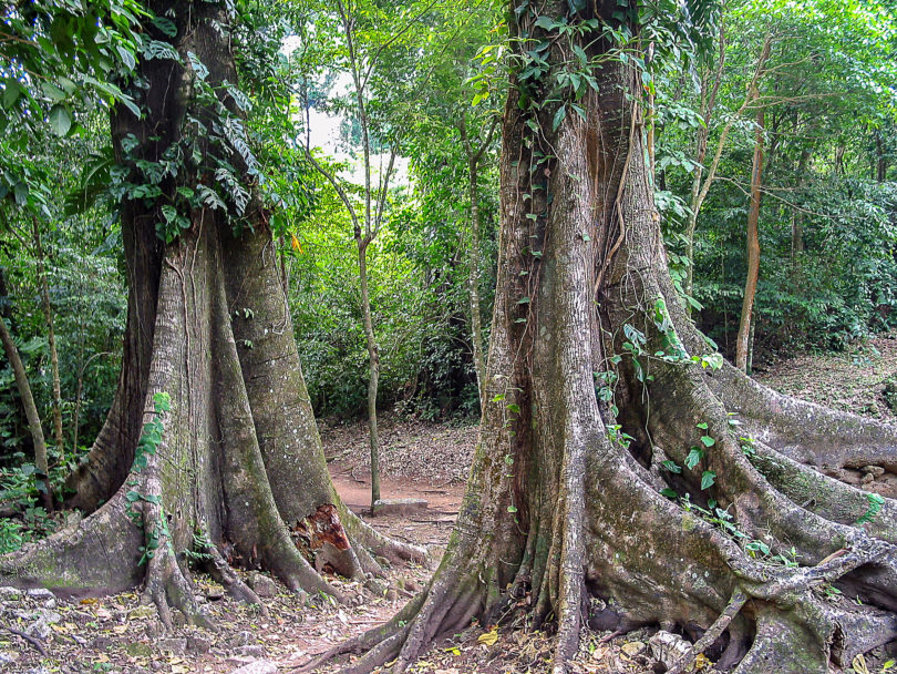 Regenwald bei Palenque