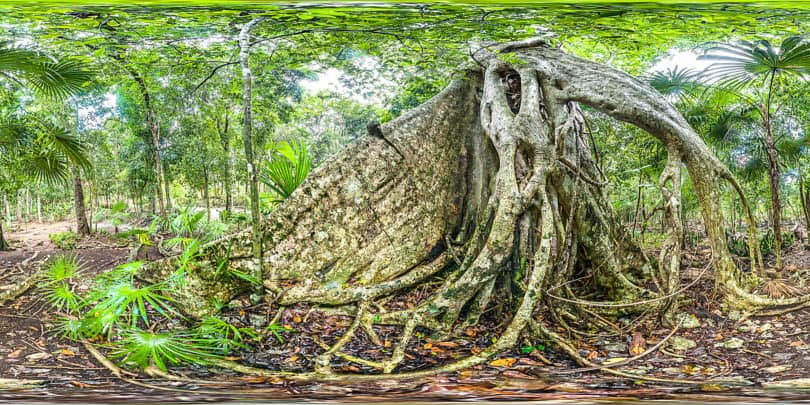 Regenwald in Quintana Roo