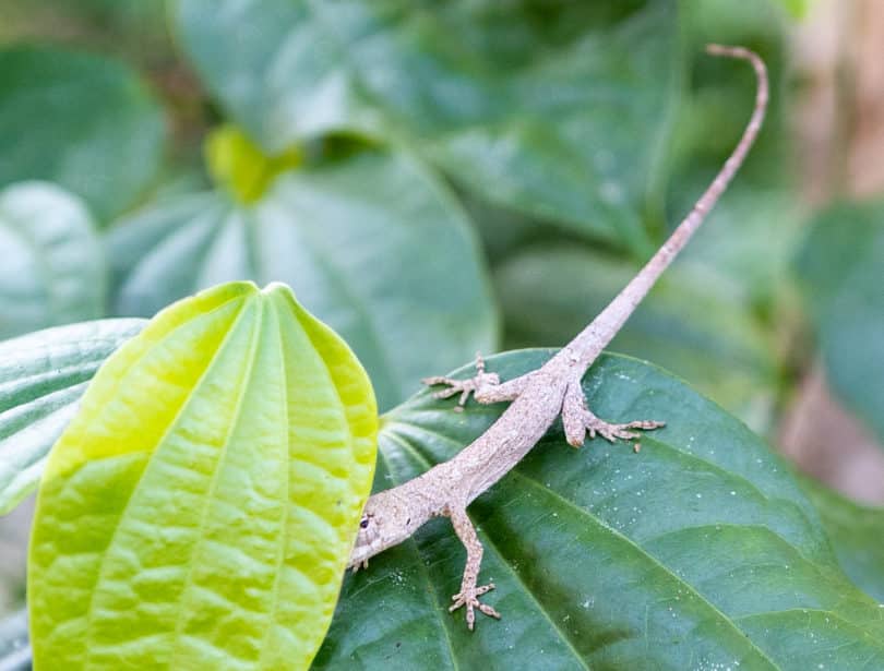 Eine Saumfingerechse (Anolis sp.) auf eim Pfeffergewächs (Piperaceae)