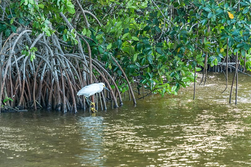 Reserva Ecológica El Corchito