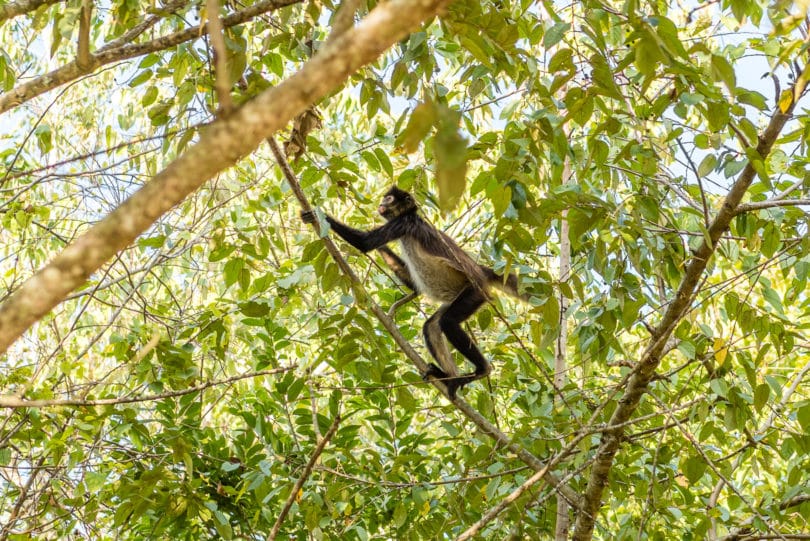 Mono araña - Ateles geoffroyi ssp. yucatanensis