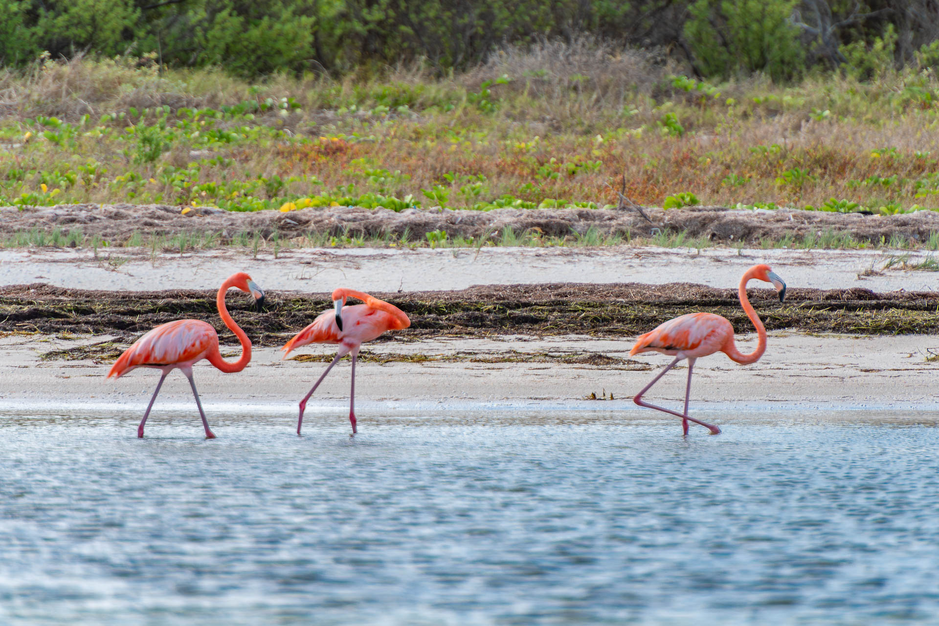 Naturstrand mit Flamingos bei der Sandbank Punta Arena