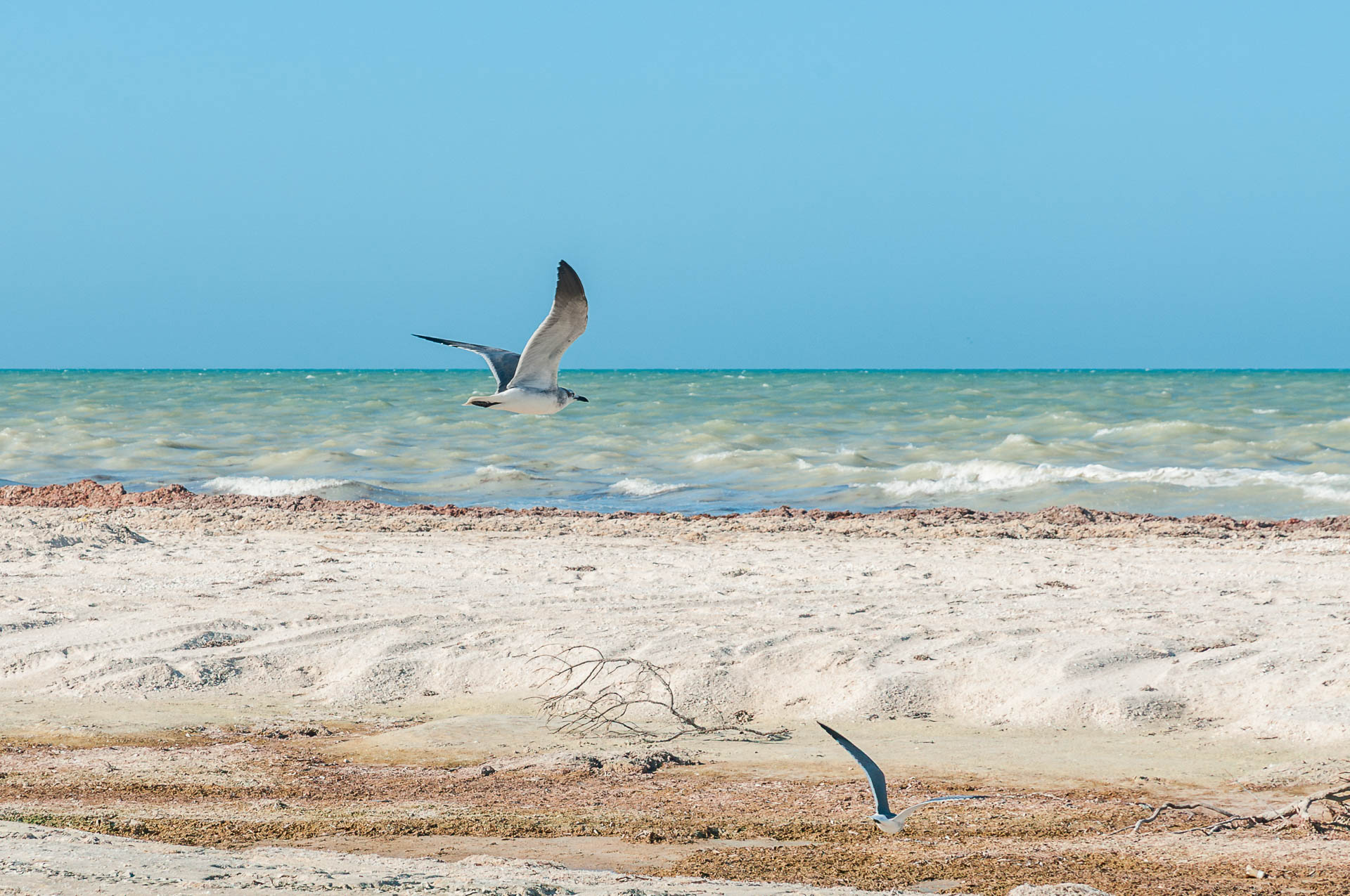 Möwen am Strand