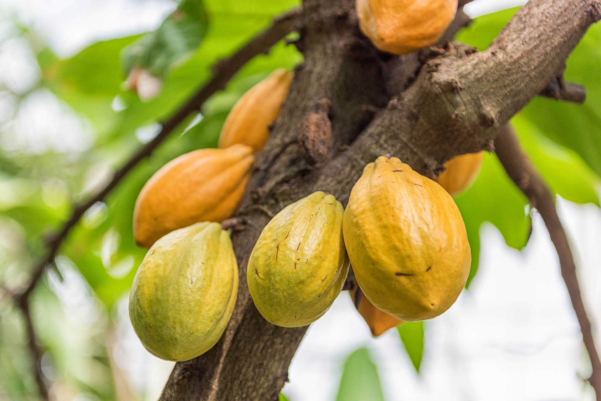 Theobroma cacao - Pflanze mit einigen Früchten am Stamm