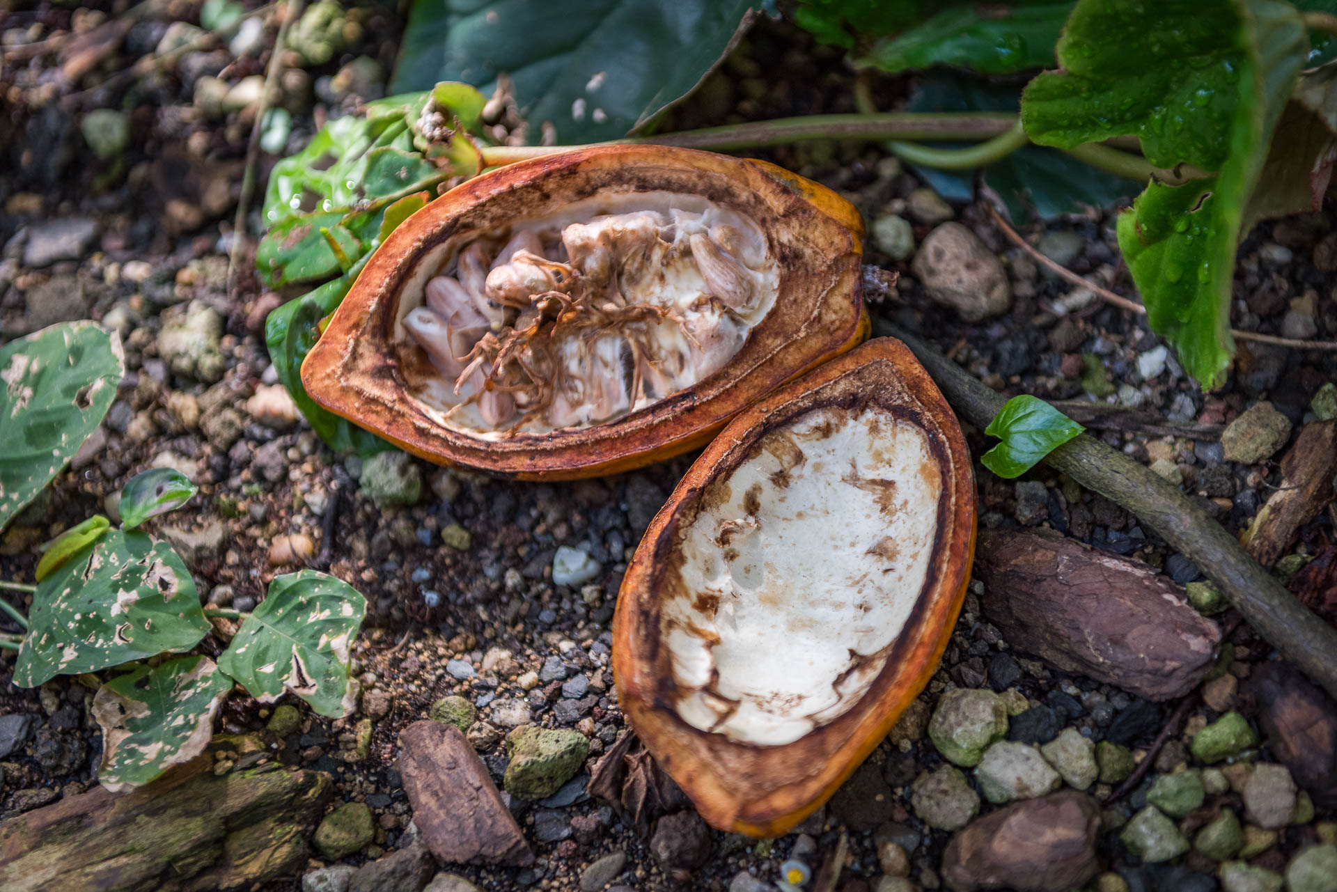 Geöffnete Cacaofrucht mit Samen und Fruchtfleisch