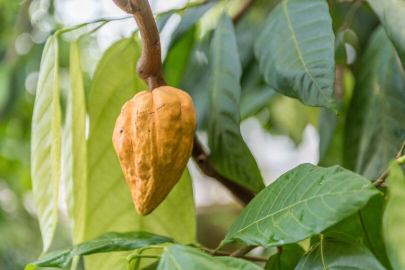 Xocolatl und Cacao - die Maya-Wurzeln der Schokolade von Theobroma cacao bis heute