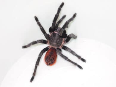 Giftige Spinnen und Skorpione in Mexiko