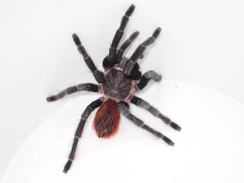Giftige Spinnen und Skorpione in Mexiko