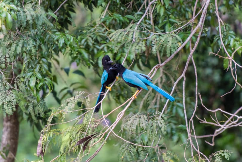 Vögel auf der Yucatán-Halbinsel